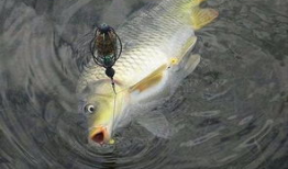 鱼儿视频,探索水下世界的精彩瞬间